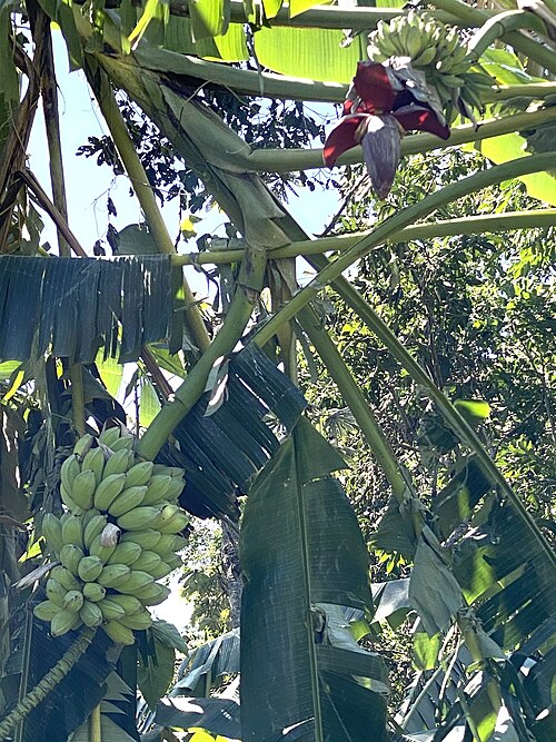 Banana: Sweet wild banana ( Musa balbisiana ) in Guatemala