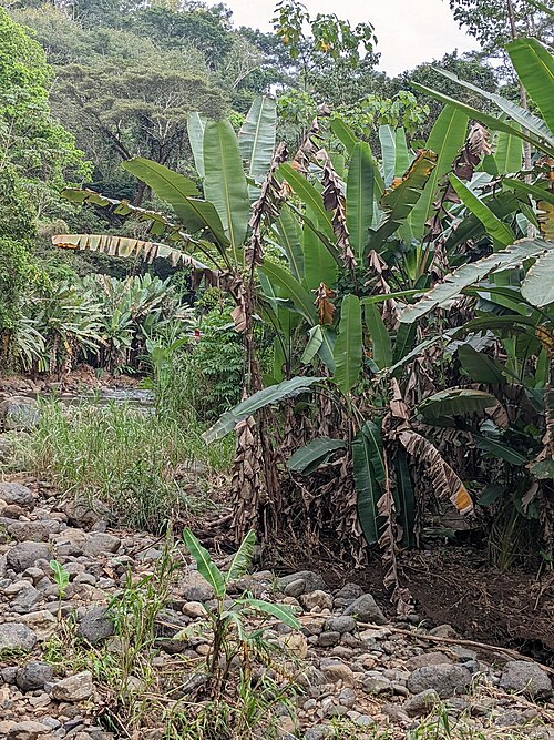 Banana: Sweet wild banana ( Musa balbisiana ) in Costa Rica