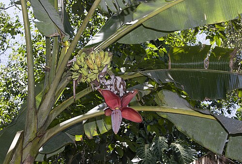 Banana: Sweet wild banana ( Musa balbisiana ) in Costa Rica