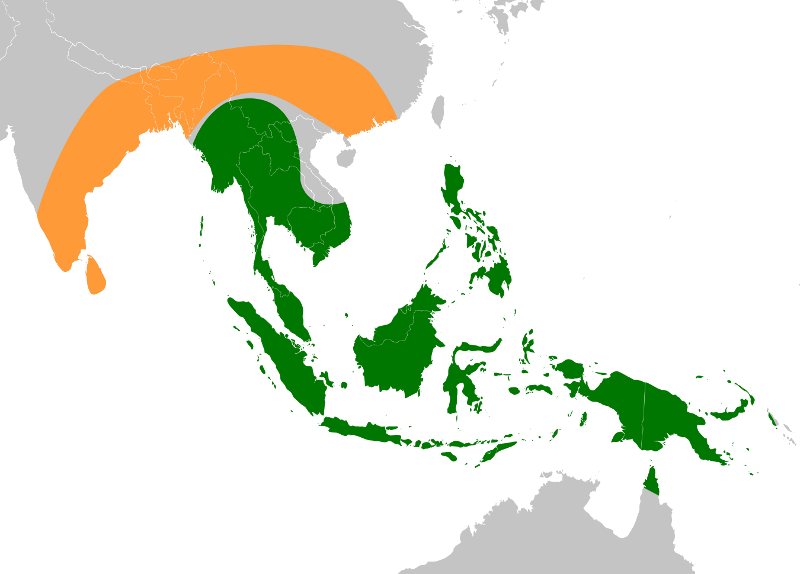 Banana: Original native ranges of the two ancestors of edible bananas. M. balbisiana range shown in orange M. acuminata range shown in green