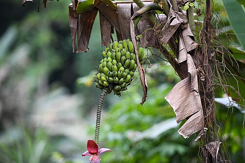 Banana: Sweet wild banana ( Musa balbisiana ) in Costa Rica
