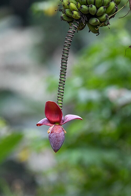 Banana: Sweet wild banana ( Musa balbisiana ) in Costa Rica