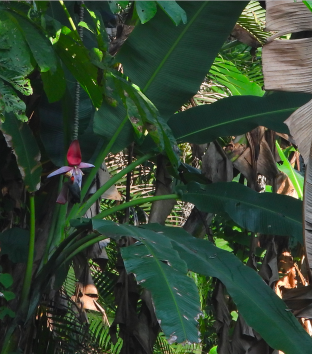 Banana: Sweet wild banana ( Musa balbisiana ) in Guatemala