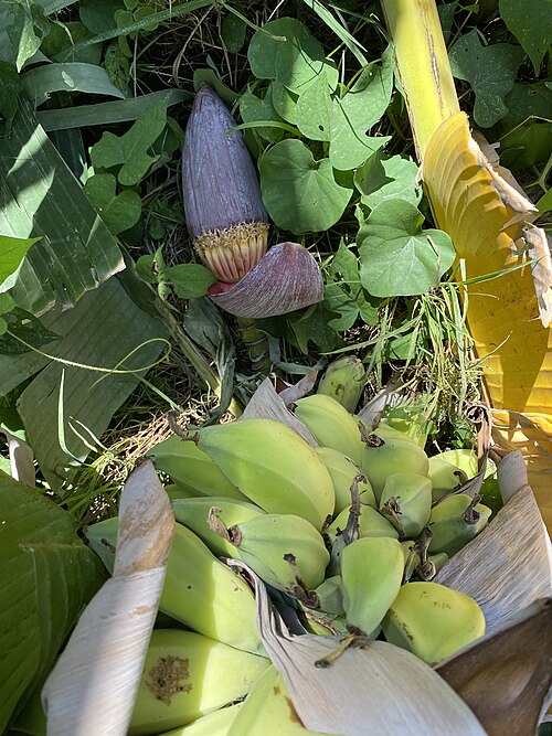Banana: Sweet wild banana ( Musa balbisiana ) in Guatemala