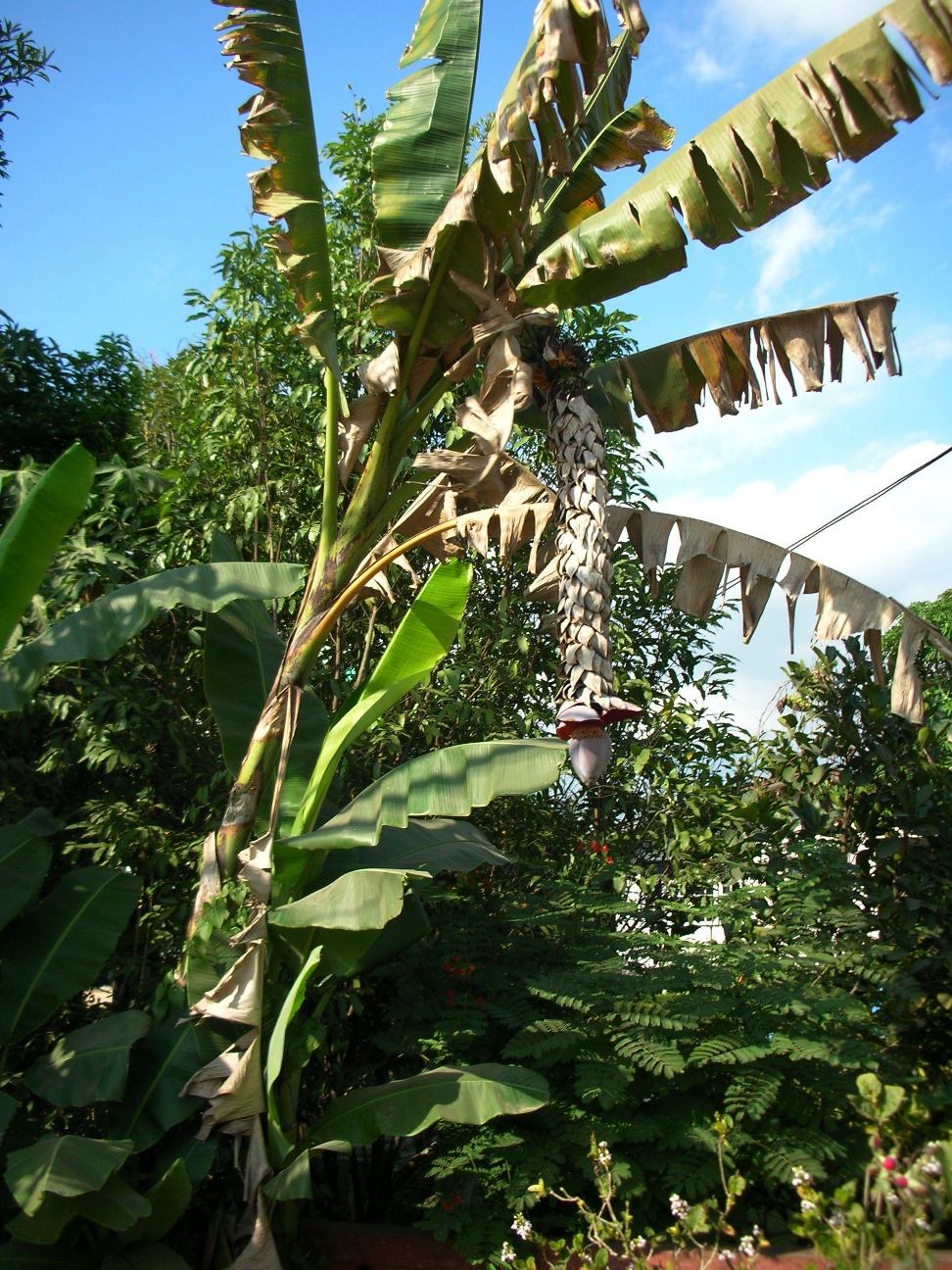 Banana: A wild type of banana known in Thai language as Kluai Tani (กล้วยตานี). The bananas are not eaten because they are full of hard seeds