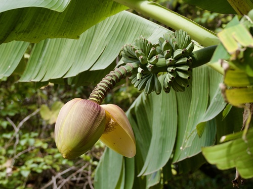 Musa basjoo (Musa basjoo)