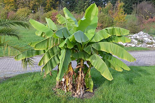 Musa basjoo: Musa basjoo at the New Botanical Gardens of George August University, Göttingen, Germany