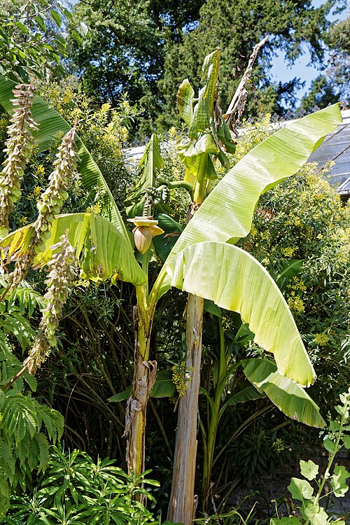 Musa basjoo: Musa basjoo (or Japanese Banana, Japanese Fibre Banana, and Hardy Banana), in a border at the Victorian walled garden of Quex House in the civil parish of Birch
