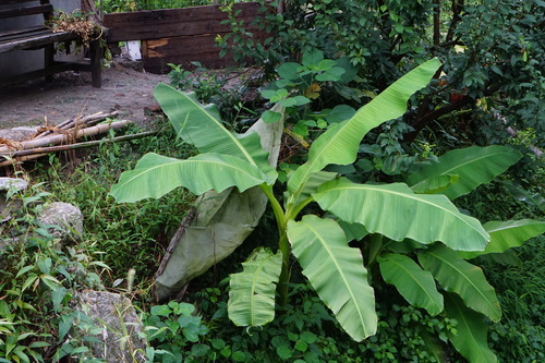 Musa basjoo (Musa basjoo)