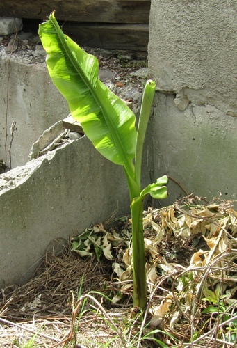 Musa basjoo (Musa basjoo)