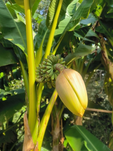 Musa basjoo (Musa basjoo)
