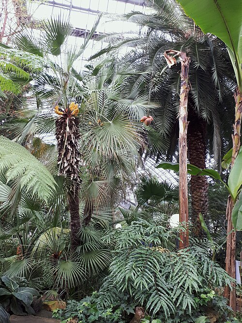 Musa basjoo: Greenhouse of subtropical plants of the St. Petersburg Botanical Garden of the V.L. Komarova: Professora Popova Street, 2 letter P. Petrogradsky District, St. P