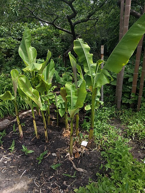 Musa basjoo: Botanical garden, Leiden