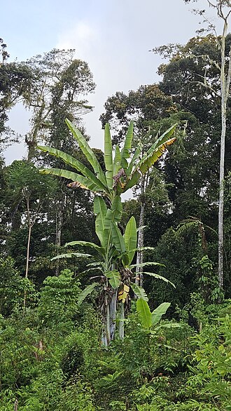 Musa ingens: Large species of Musa