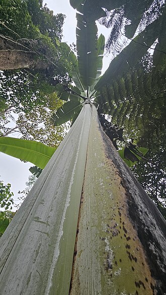 Musa ingens: Large species of Musa