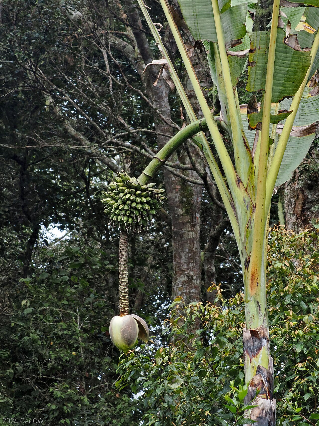 Musa ingens: Large species of musa