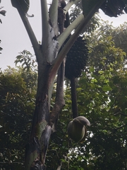 Musa ingens (Musa ingens)