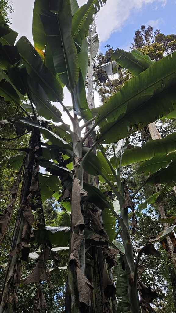 Musa ingens (Musa ingens)