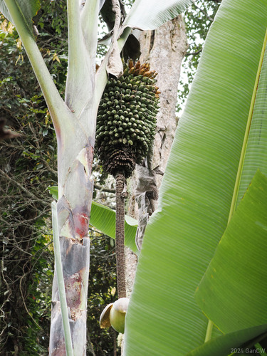 Musa ingens (Musa ingens)