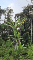 Musa ingens (Musa ingens)