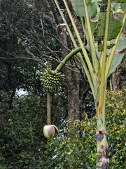 Musa ingens (Musa ingens)