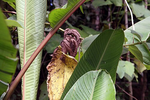 Abacá: Location taken: Else Kientzler Botanical Garden, Sarchi Norte, Costa Rica. Names: Musa textilis N?e, Abacá, Abacá, Abacà, AbacáMusa textilis, Abaka, Abaka (hala
