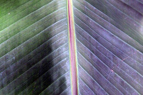 Abacá: Location taken: Else Kientzler Botanical Garden, Sarchi Norte, Costa Rica. Names: Musa textilis Née, Abacá, Abacá, Abacà, AbacáMusa textilis, Abaka, Abaka (hala