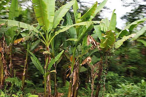 Abacá: Abaca Tree in Lagonoy, Camarines Sur
