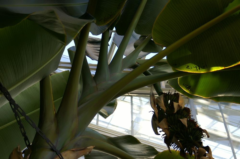Abacá: Location taken: United States Botanic Garden. Names: Musa textilis Née, Abacá, Abacá, Abacà, AbacáMusa textilis, Abaka, Abaka (halaman), Banan Manilski, Bananie