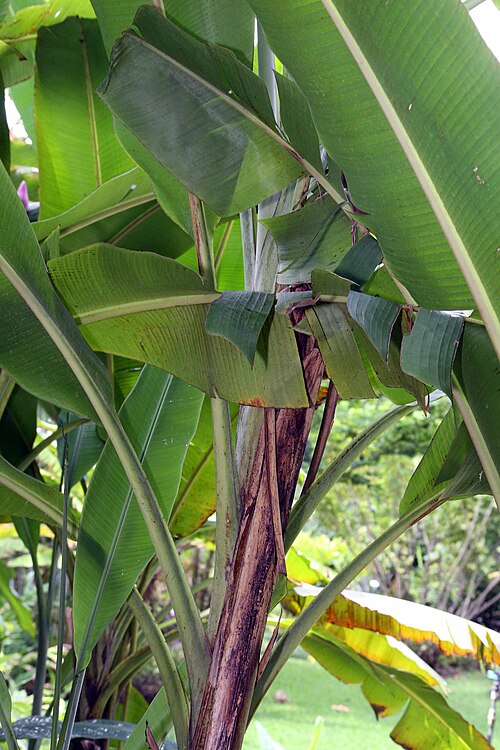 Abacá: Location taken: Else Kientzler Botanical Garden, Sarchi Norte, Costa Rica. Names: Musa textilis N?e, Abacá, Abacá, Abacà, AbacáMusa textilis, Abaka, Abaka (hala