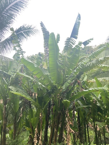 Abacá (Musa textilis)