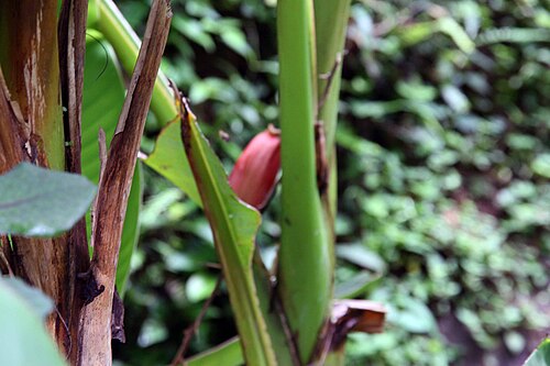 Abacá: Location taken: Else Kientzler Botanical Garden, Sarchi Norte, Costa Rica. Names: Musa textilis N?e, Abacá, Abacá, Abacà, AbacáMusa textilis, Abaka, Abaka (hala