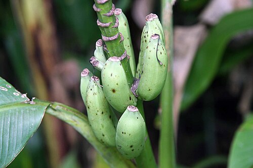 Abacá: Location taken: Else Kientzler Botanical Garden, Sarchi Norte, Costa Rica. Names: Musa textilis N?e, Abacá, Abacá, Abacà, AbacáMusa textilis, Abaka, Abaka (hala