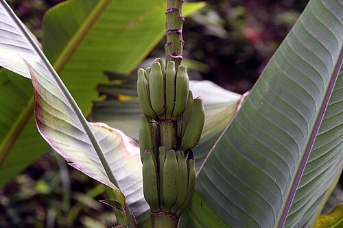 Abacá: Location taken: Else Kientzler Botanical Garden, Sarchi Norte, Costa Rica. Names: Musa textilis N?e, Abacá, Abacá, Abacà, AbacáMusa textilis, Abaka, Abaka (hala