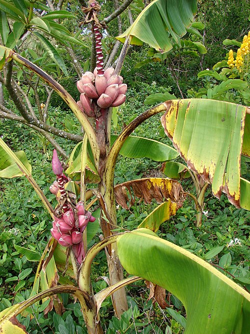 Hairy banana: Musa velutina (fruiting habit). Location: Maui, Enchanting Gardens of Kula