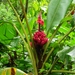 Hairy banana (Musa velutina)