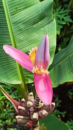 Hairy banana (Musa velutina)
