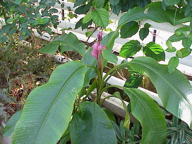 Hairy banana: Species : Musa sp. Family : Musaceae Image No. 3