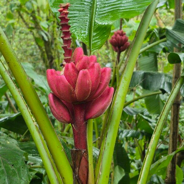 Hairy banana (Musa velutina)