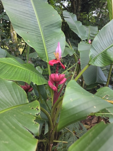 Hairy banana (Musa velutina)