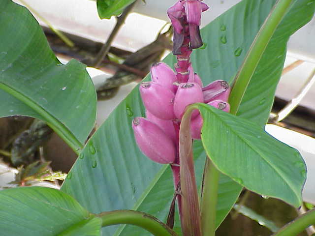 Hairy banana: Species : Musa sp. Family : Musaceae Image No. 2