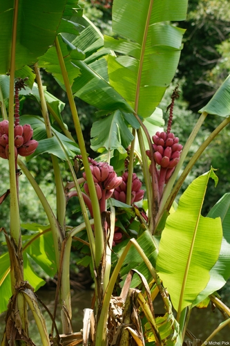 Hairy banana (Musa velutina)