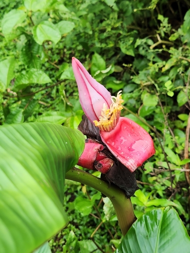 Hairy banana (Musa velutina)