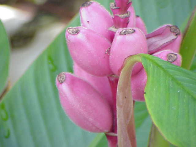 Hairy banana: Species : Musa sp. Family : Musaceae Image No. 1