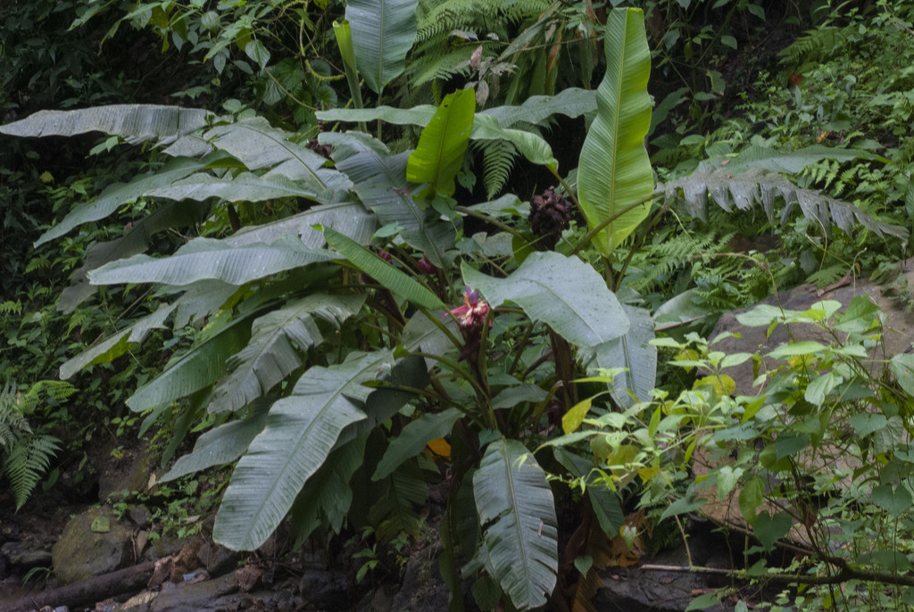 Hairy banana (Musa velutina)