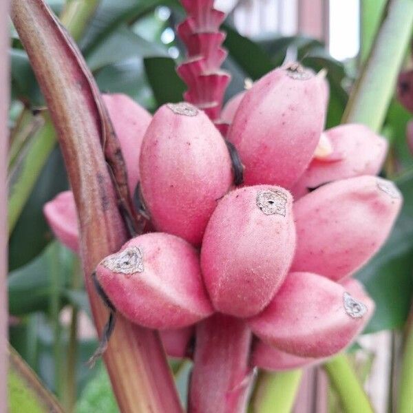 Hairy banana (Musa velutina)