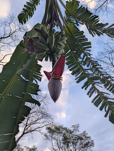 French plantain (Musa × paradisiaca)