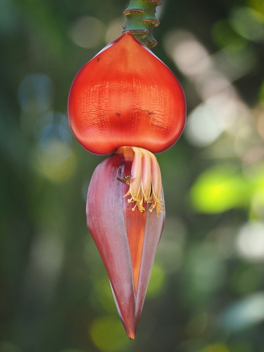 French plantain (Musa × paradisiaca)