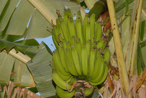 French plantain (Musa × paradisiaca)