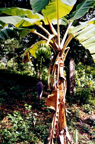 French plantain (Musa × paradisiaca)